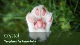  Presentation with paw - PPT theme featuring closeup-of-a-rescued-cat background and a tawny brown colored foreground