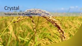  Presentation with rice grain - Slides with closeup of a rice plant background and a light blue colored foreground