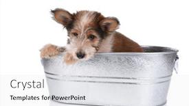  Presentation with puppy - Slide set consisting of closeup-of-a-shaggy-terrier background and a white colored foreground