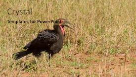  Presentation with closeup of ground spices cumin - Theme consisting of closeup-of-a-solitary-southern background and a yellow colored foreground