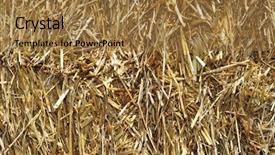  Presentation with straw bale - PPT layouts with closeup of a square straw bale background and a coral colored foreground
