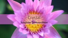  Presentation with water lily - Slide deck with closeup-of-a-stunning-purple background and a lilac colored foreground