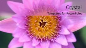  Presentation with water lily - Presentation design featuring closeup-of-a-stunning-purple background and a lilac colored foreground