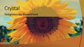  Presentation with crop - Cool new presentation design with closeup-of-a-sunflower backdrop and a yellow colored foreground
