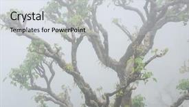  Presentation with tree step - Cool new presentation theme with closeup of a twisted tree backdrop and a light gray colored foreground