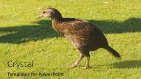  Presentation with new zealand - Audience pleasing slide deck consisting of closeup-of-a-weka backdrop and a gold colored foreground