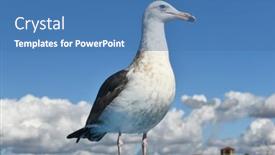  Presentation with third - Slide set consisting of closeup-of-a-western-gull background and a teal colored foreground