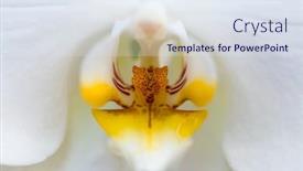  Presentation with orchid - Theme featuring closeup-of-a-white-orchid background and a sky blue colored foreground