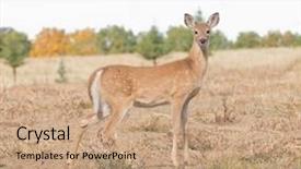  Presentation with lost - Theme having closeup of a whitetail fawn background and a coral colored foreground