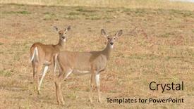  Presentation with closeup details of thai rice - Slide deck featuring closeup of a whitetail fawn background and a coral colored foreground