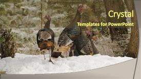  Presentation with lost - Beautiful PPT layouts featuring closeup of a whitetail fawn backdrop and a  colored foreground