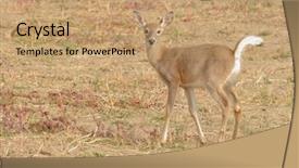  Presentation with closeup details of thai rice - Slide deck with closeup of a whitetail fawn background and a coral colored foreground