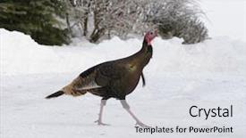  Presentation with closeup details of thai rice - PPT layouts having closeup of a whitetail fawn background and a  colored foreground