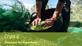  Presentation with olive grove - Audience pleasing PPT theme consisting of closeup of a young caucasian man filling a basket with olives freshly collected during the harvesting in an olive grove in catalonia spain backdrop and a tawny brown colored foreground