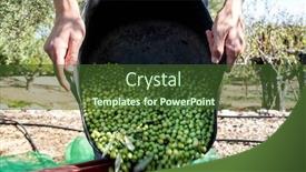  Presentation with olive grove - Presentation design consisting of olive grove in catalonia background and a tawny brown colored foreground