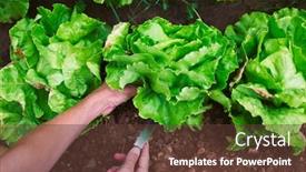  Presentation with orchard - Presentation having closeup-of-a-young-caucasian background and a tawny brown colored foreground