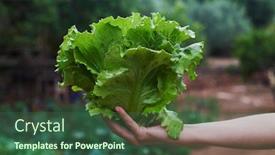  Presentation with orchard - Audience pleasing presentation consisting of closeup-of-a-young-caucasian backdrop and a ocean colored foreground