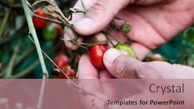  Presentation with orchard - Audience pleasing slide deck consisting of closeup-of-a-young-caucasian backdrop and a coral colored foreground