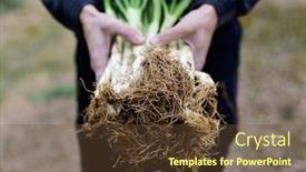 Presentation with orchard - Theme enhanced with closeup of a young caucasian man holding a bunch of raw calcots sweet onions typical of catalonia spain in a calcot orchard in spain background and a tawny brown colored foreground
