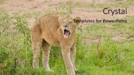  Presentation with scientific - PPT theme having closeup of a young lion background and a coral colored foreground