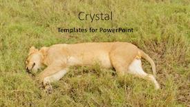  Presentation with male lion - PPT theme consisting of closeup-of-a-young-male background and a yellow colored foreground