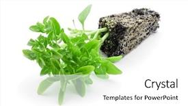  Presentation with young plant - Theme consisting of closeup of a young plant background and a  colored foreground