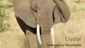  Presentation with safari - Amazing presentation theme having closeup-of-african-elephant-loxodonta backdrop and a coral colored foreground