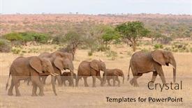  Presentation with elephant - Audience pleasing theme consisting of closeup-of-african-elephant-loxodonta backdrop and a coral colored foreground