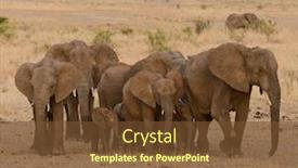  Presentation with elephant - Colorful slides enhanced with closeup-of-african-elephant-scientific backdrop and a tawny brown colored foreground