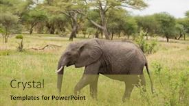  Presentation with elephant - Presentation theme consisting of closeup-of-african-elephant-scientific background and a yellow colored foreground