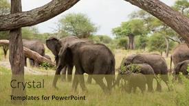  Presentation with elephant - Slide set with closeup-of-african-elephant-scientific background and a gold colored foreground