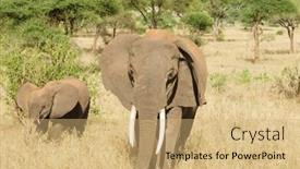  Presentation with elephant - Colorful slide set enhanced with closeup-of-african-elephant-scientific backdrop and a coral colored foreground
