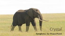  Presentation with scientific - Slide set having closeup-of-african-elephant-scientific background and a yellow colored foreground