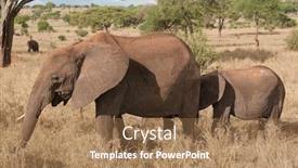  Presentation with african elephant loxodonta africana - Beautiful PPT layouts featuring closeup-of-african-elephant-scientific backdrop and a coral colored foreground