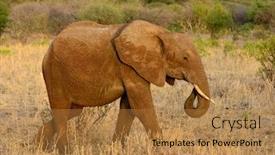  Presentation with safari - PPT layouts enhanced with closeup-of-african-elephant-scientific background and a gold colored foreground