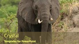  Presentation with elephant - Colorful slide set enhanced with closeup-of-african-elephant-scientific backdrop and a tawny brown colored foreground