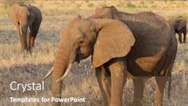  Presentation with elephant - Slide set consisting of closeup-of-african-elephant-scientific background and a coral colored foreground