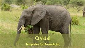  Presentation with elephant - Colorful PPT layouts enhanced with closeup-of-african-elephant-scientific backdrop and a tawny brown colored foreground