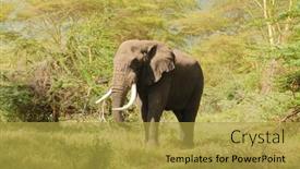  Presentation with elephant - Slide set featuring closeup-of-african-elephant-scientific background and a gold colored foreground