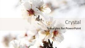  Presentation with almond - Amazing slide deck having closeup-of-almond-blossom-outdoors backdrop and a lemonade colored foreground