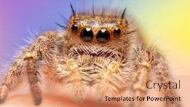  Presentation with spider - Slide deck featuring closeup of an absolutely gorgeous female phidippus princeps jumping spider against purple and yellow background background and a coral colored foreground