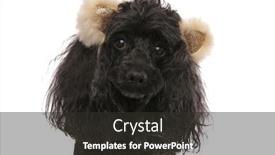  Presentation with poodle - Presentation theme consisting of closeup of an adorable poodle wearing bear ears on white background background and a dark gray colored foreground