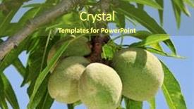  Presentation with almond - PPT theme with closeup of an almond tree with fruits background and a tawny brown colored foreground