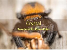 Closeup Of An Apache Jumping PPT template 42 | CrystalGraphics