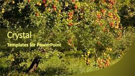  Presentation with red apple tree - PPT theme featuring tree full of red apples background and a tawny brown colored foreground