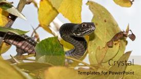 Presentation with eastern - PPT theme with closeup-of-an-eastern-coachwhip background and a gold colored foreground