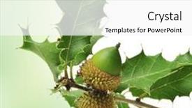  Presentation with oak - Beautiful theme featuring closeup of an oak branch with acorns backdrop and a white colored foreground