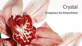  Presentation with orchid - Slides consisting of closeup of an orchid isolated background and a sky blue colored foreground