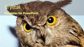  Presentation with blue - PPT layouts enhanced with closeup-of-an-owl background and a tawny brown colored foreground