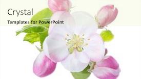  Presentation with apple - PPT layouts having closeup-of-apple-blossoms-isolated background and a blonde colored foreground